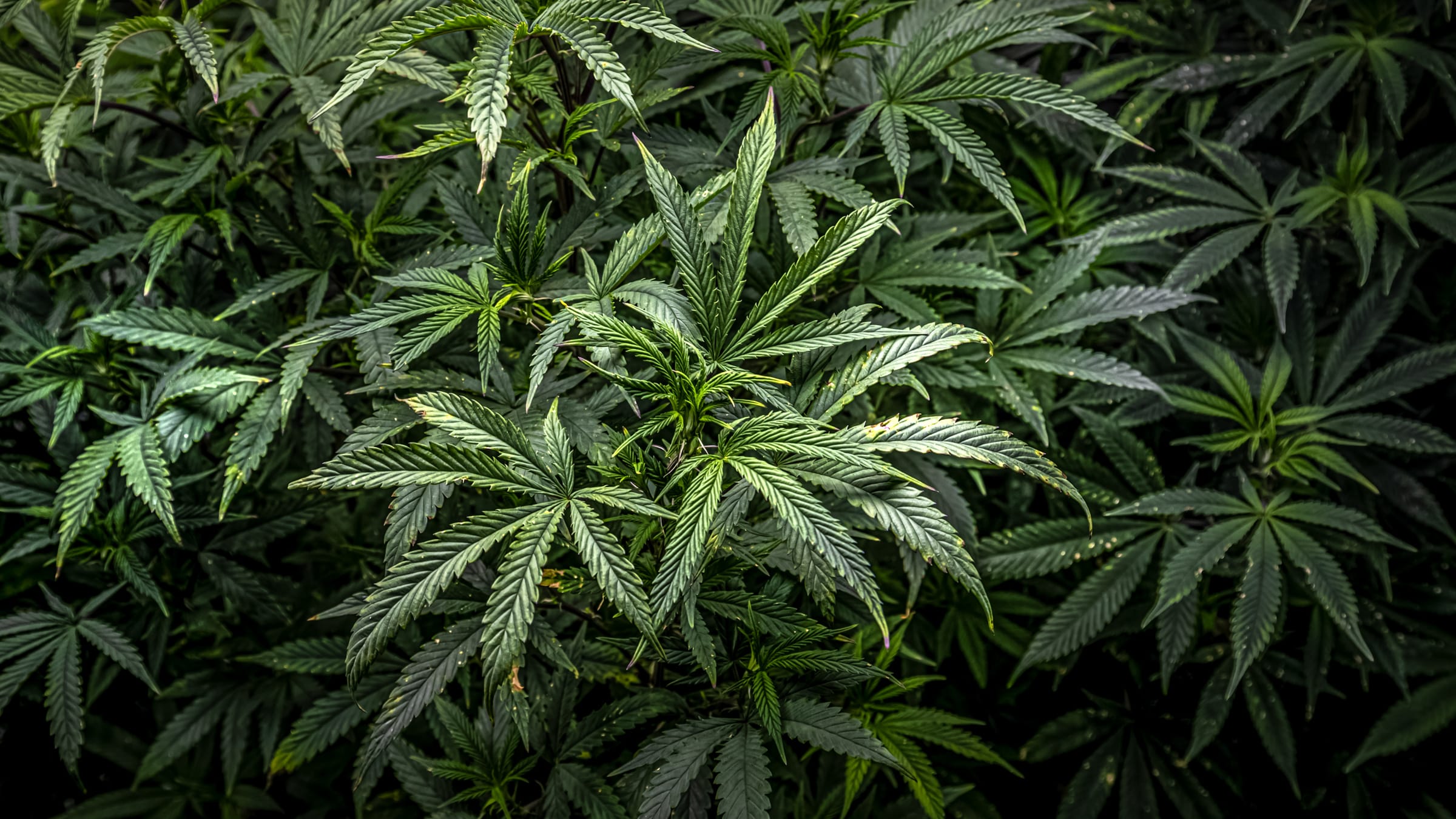 A dense canopy of cannabis plants in leaf, deep green fronds filling the frame
