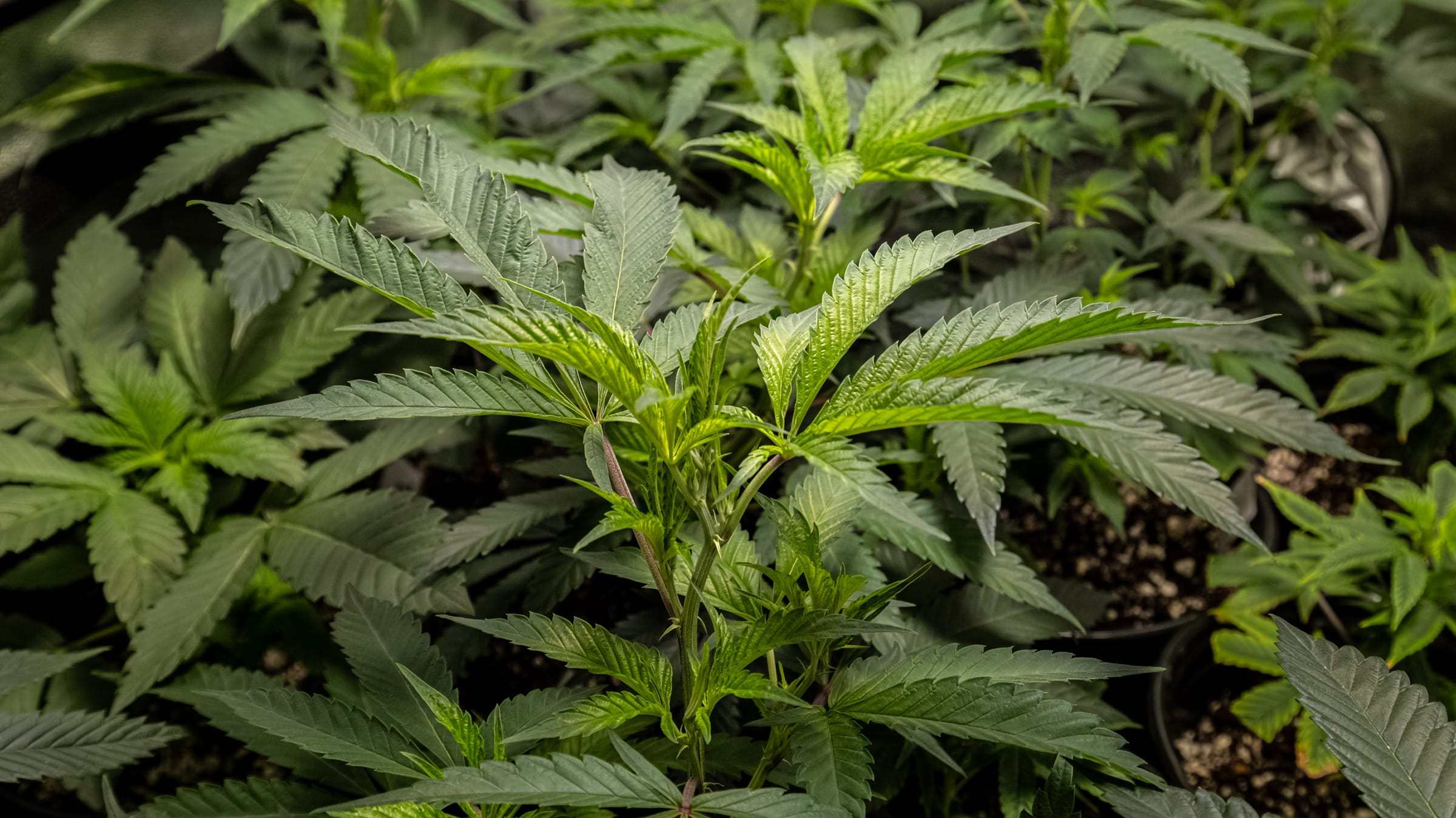 Young cannabis plants in black pots inside the Farmers Choice grow tent, bright green leaves under the lights