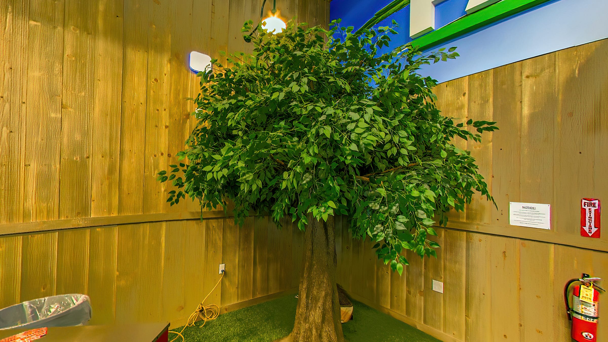 A leafy tree growing against the plank wall inside the Farmers Choice barn in New Paltz