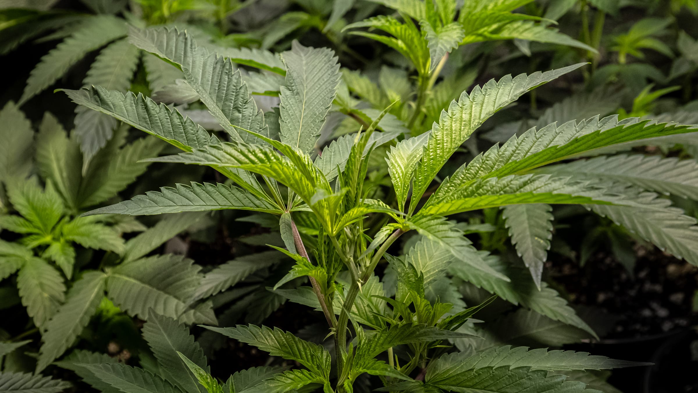 Close-up of a young cannabis plant's serrated leaves in the grow display at Farmers Choice Fishkill