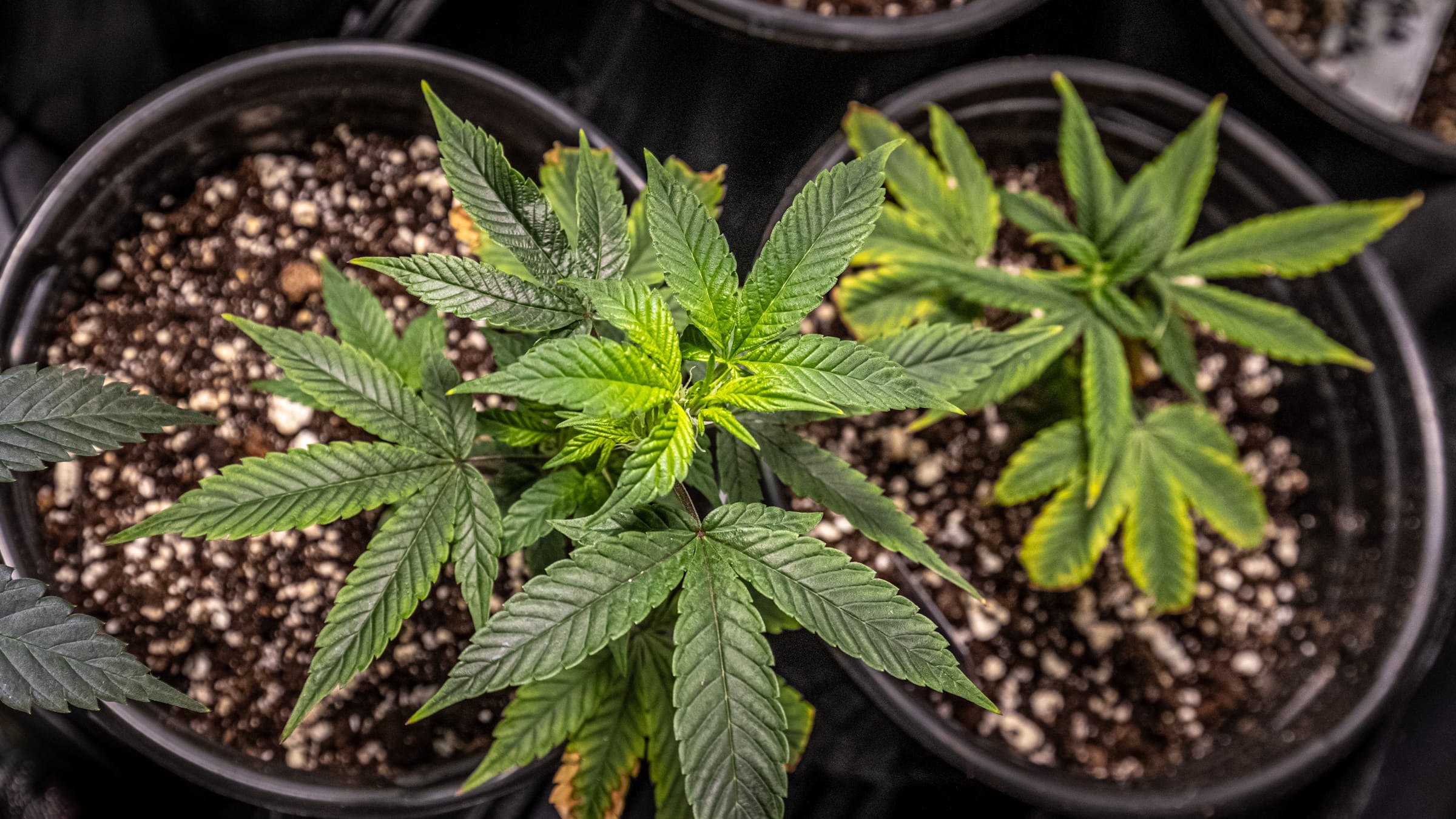 Cannabis seedlings in black nursery pots seen from above, fresh leaves over dark soil flecked with perlite
