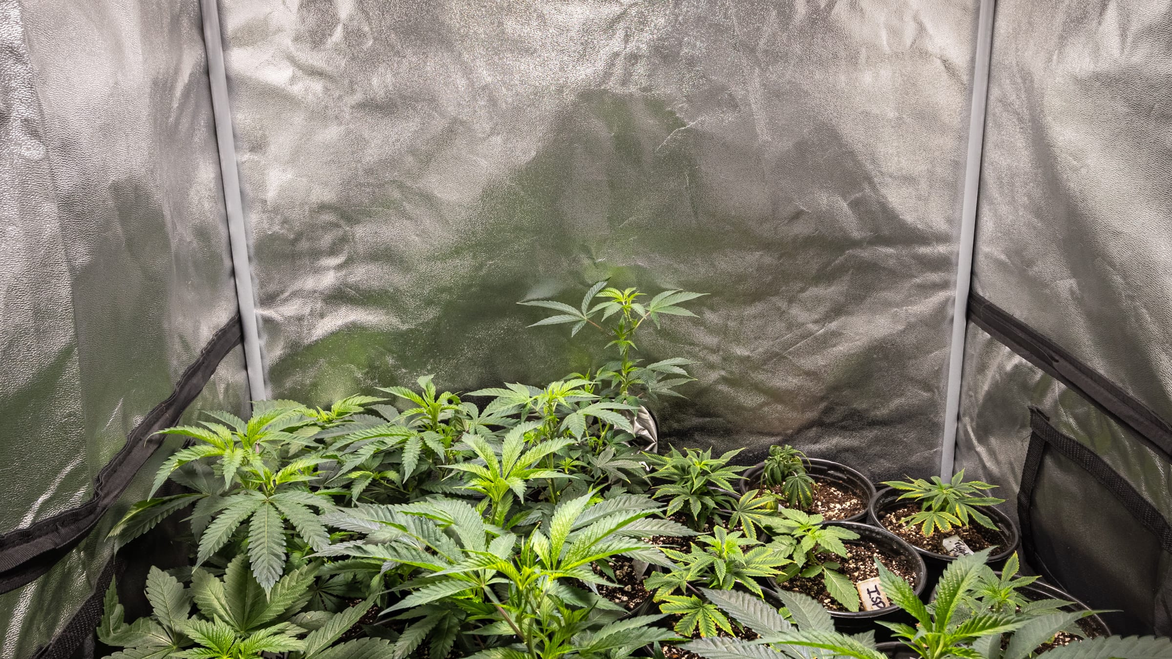 Young cannabis plants under a grow light inside a silver grow tent at Farmers Choice Fishkill